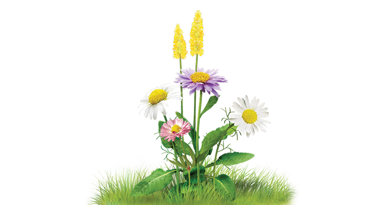 Kailash Seeds Agriculture