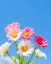 Flower Seeds