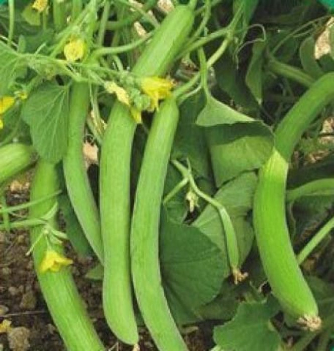 Veg-Tar-Kakdi-Chanda-KGP