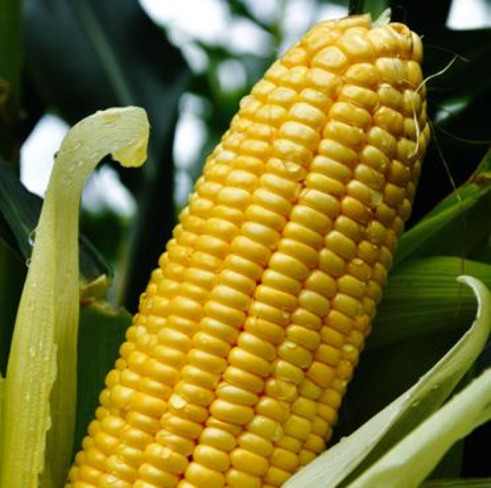 KGP-Sweet Corn