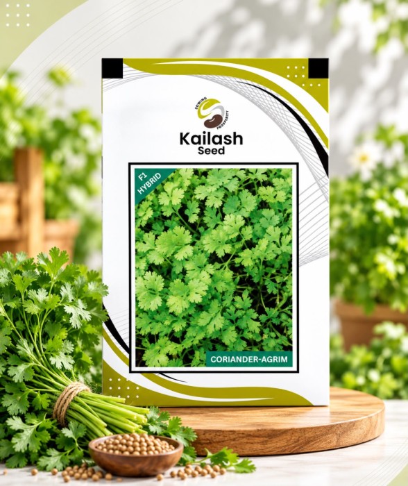 Coriander