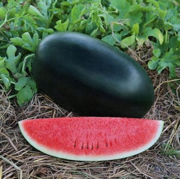 Water Melon-Heera Kgp
