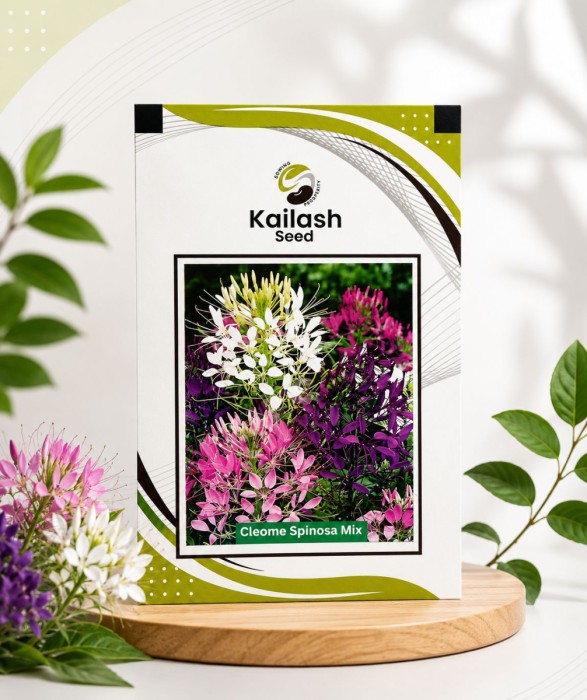 Cleome Spinosa Mix