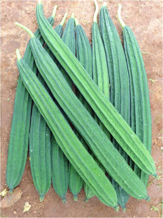 RIDGE GOURD -ANUHI -50GM