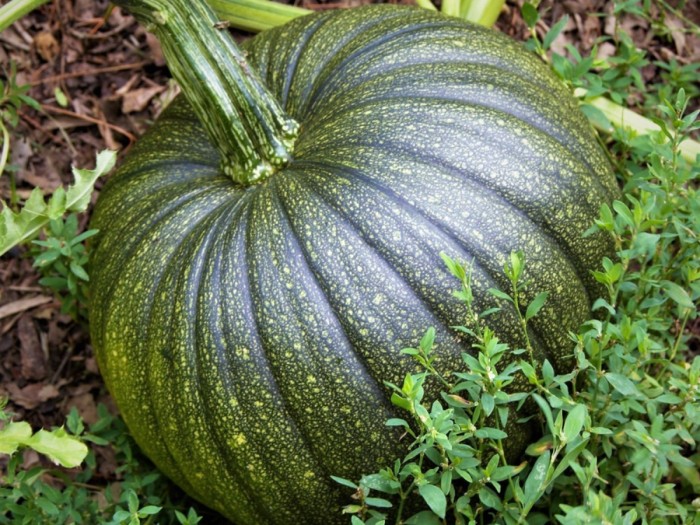 Pumpkin