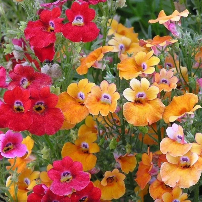 Nemesia Carnival