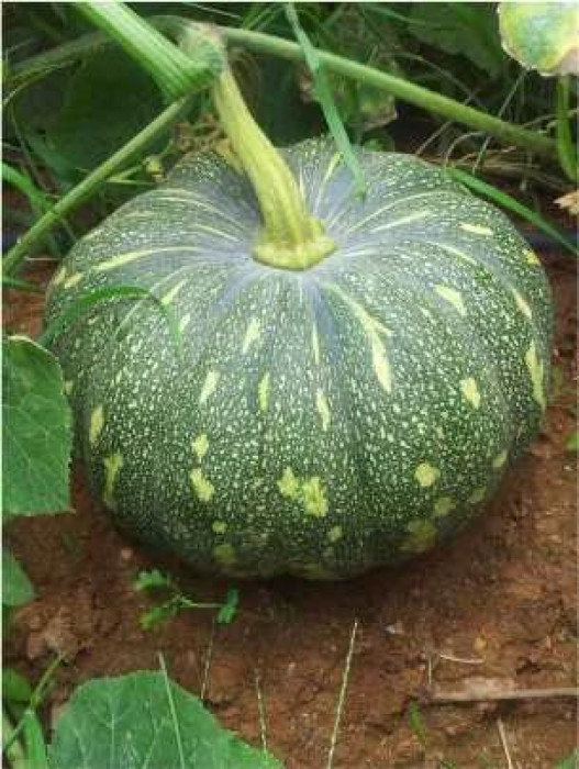 PUMPKIN-SARTAJ-50GM