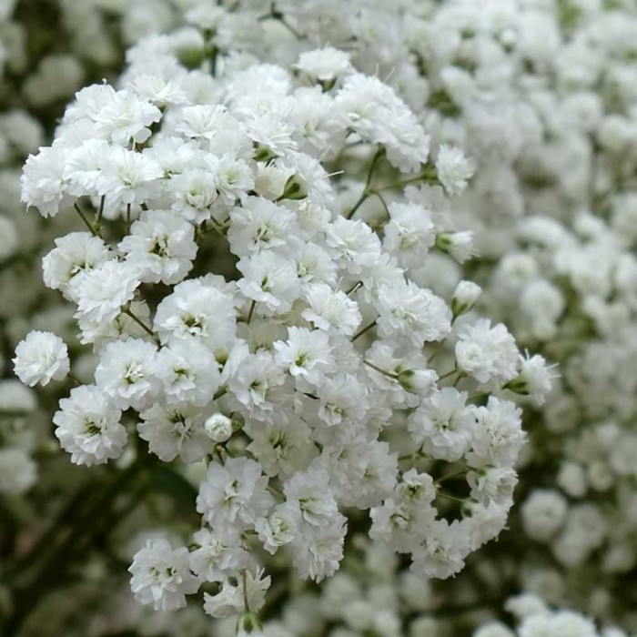 Gypsophila