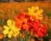 Cosmos Bright - Image 2