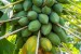 Papaya -Swarn - Image 1