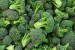 Broccoli - Image 2