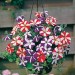 Petunia Stars Mix - Image 2