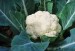 Cauliflower - Image 2