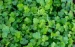Coriander - Image 2