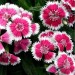 Dianthus Baby Doll - Image 2