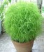 Kochia Burning Bush - Image 3
