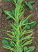 Guar-Rudra Gold-KGP - Image 2