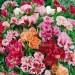 Clarkia Ele Double Mix - Image 2
