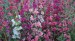 Clarkia Ele Double Mix - Image 3