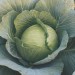 Cabbage - Image 3