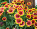 Gaillardia Aristata - Image 3