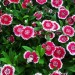 Dianthus Baby Doll - Image 3
