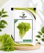 Lettuce Stevia - Image 1