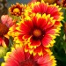 Gaillardia Aristata - Image 2