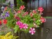 Petunia Stars Mix - Image 3
