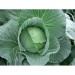 Cabbage - Image 2