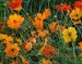 Cosmos Bright - Image 3