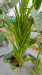 Guar-Rudra Gold-KGP - Image 1