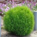 Kochia Burning Bush - Image 2