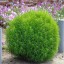 Kochia