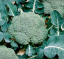 Brocoli
