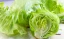 Iceberg Lettuce