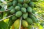 Papaya